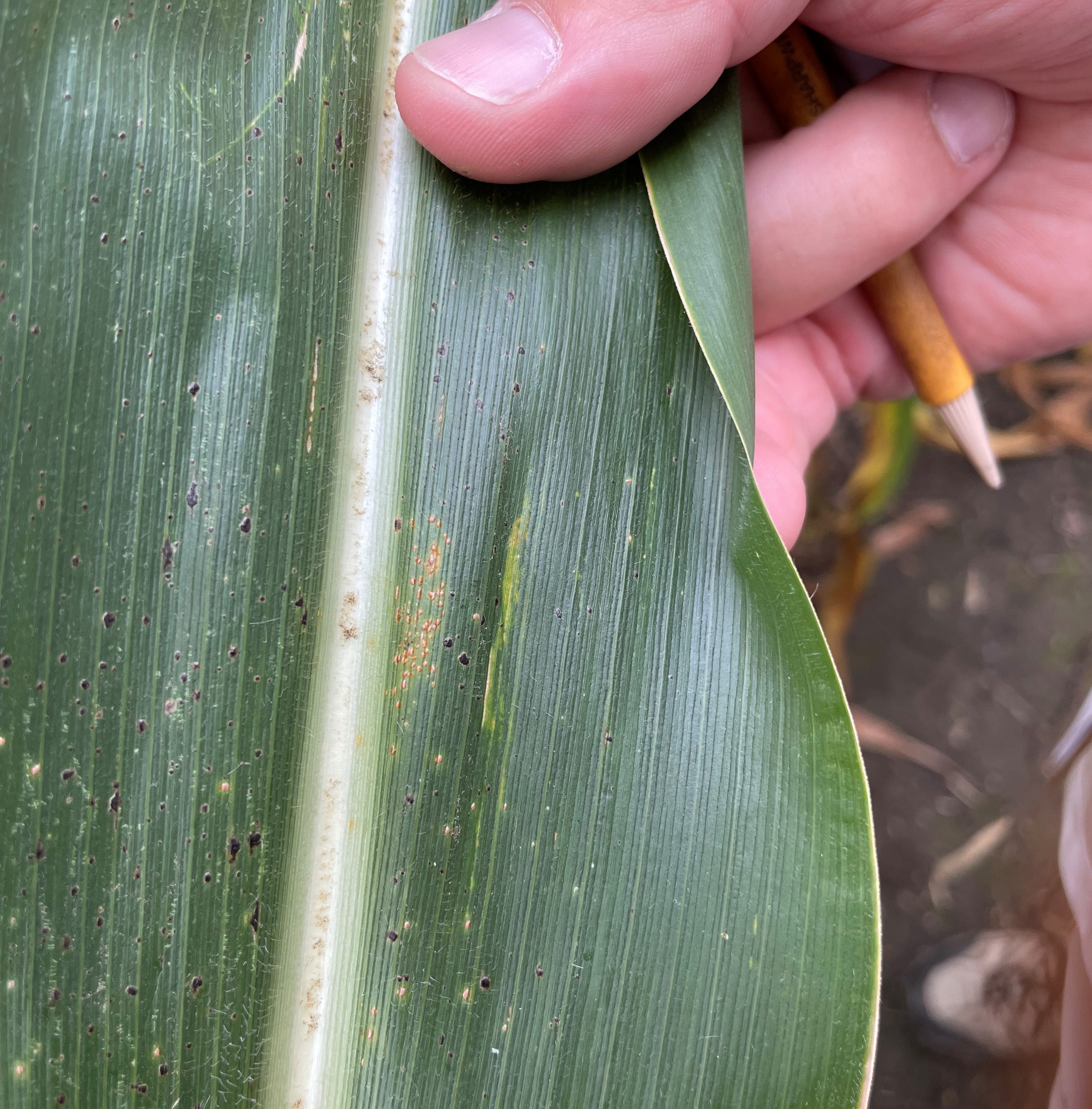 Small, dark and light lesions on corn leaf.